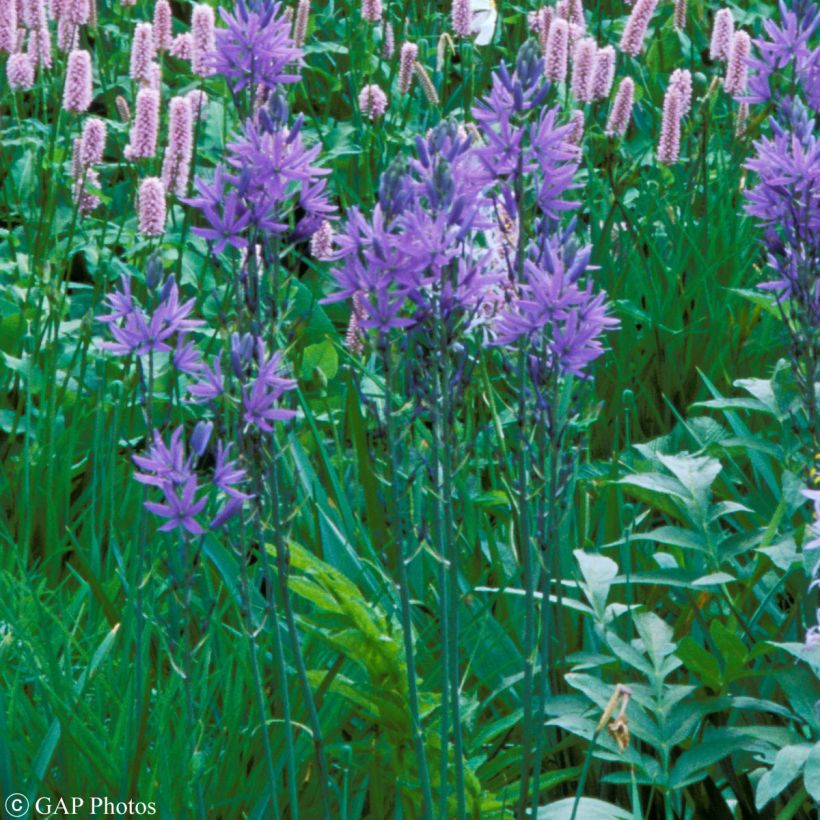 Camassia quamash - Prärielilie (Hafen)