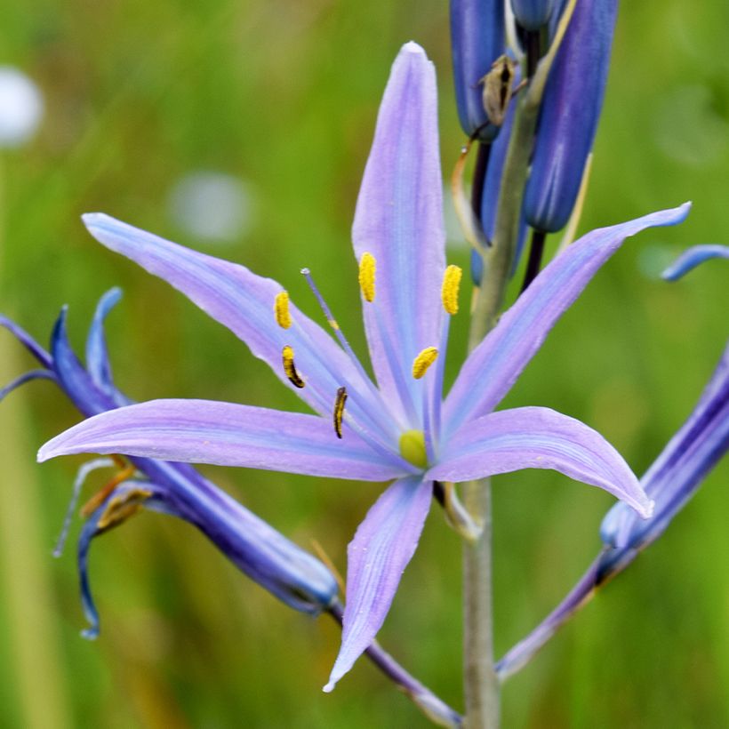 Camassia quamash Blue Melody - Prärielilie (Blüte)