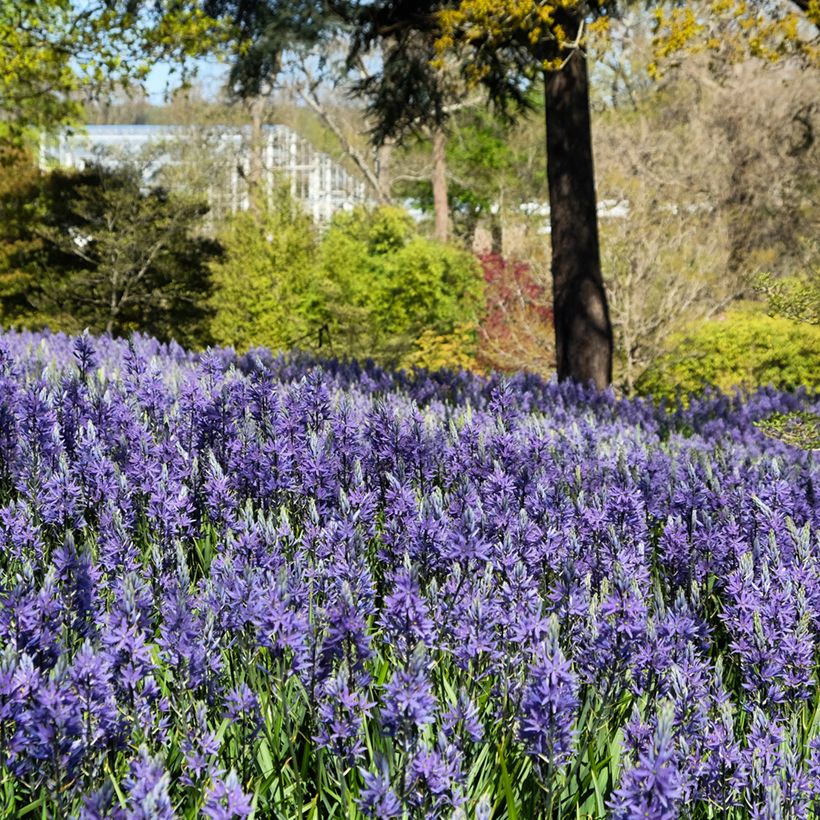 Camassia quamash Blue Melody - Prärielilie (Hafen)