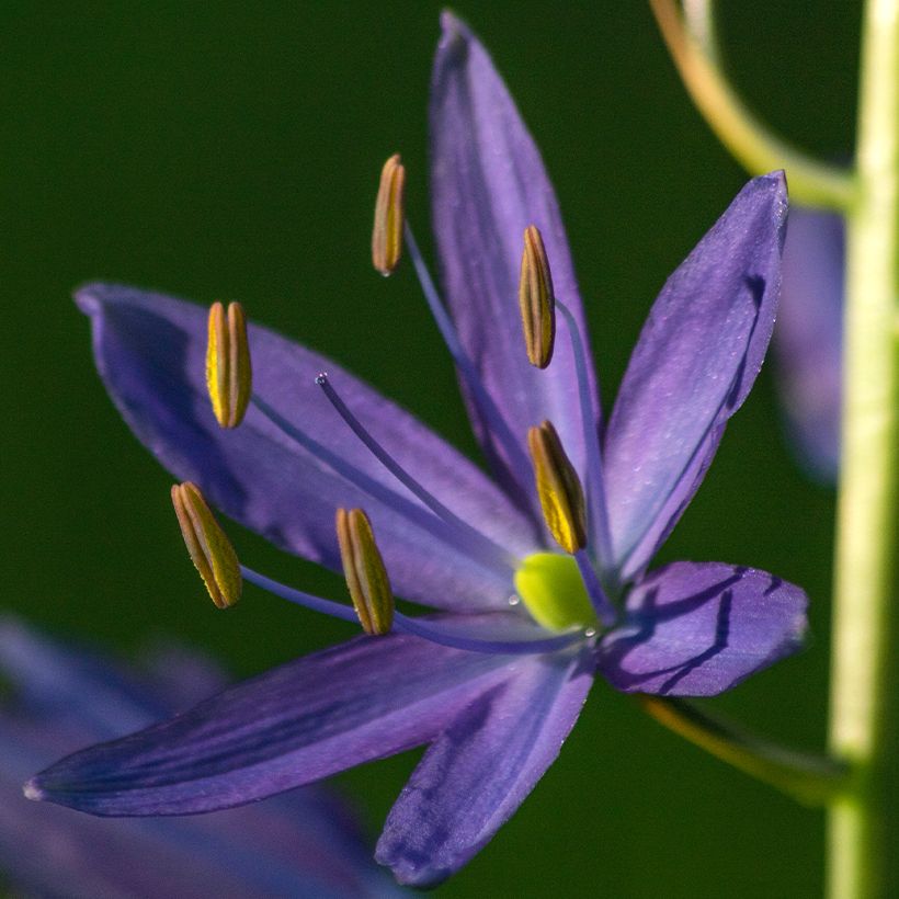 Camassia quamash - Prärielilie (Blüte)