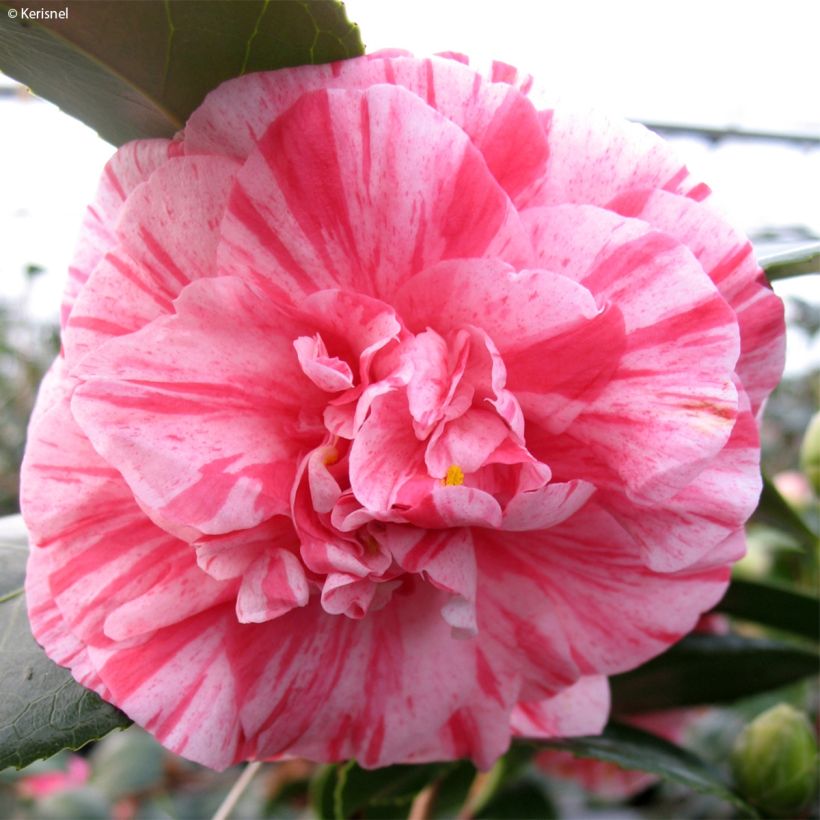 Camellia Comte de Gomer - Japanische Kamelie (Blüte)