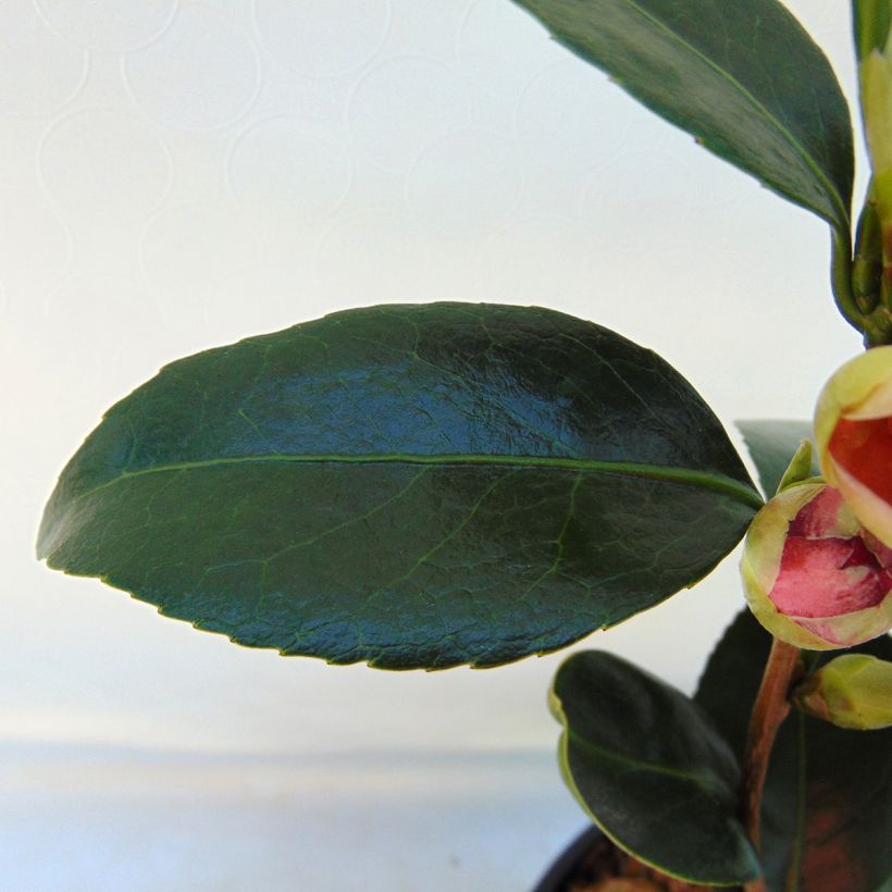 Camellia Coquetti - Japanische Kamelie (Laub)