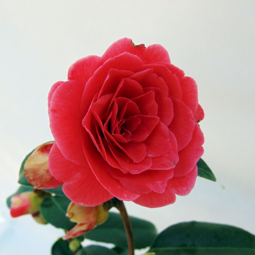 Camellia Coquetti - Japanische Kamelie (Blüte)