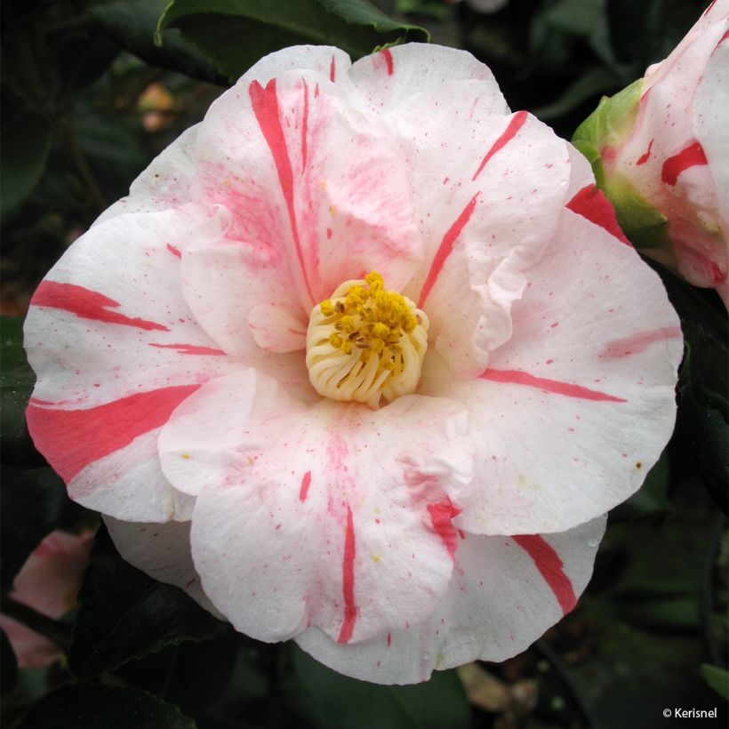 Camellia Dainty California - Japanische Kamelie (Blüte)