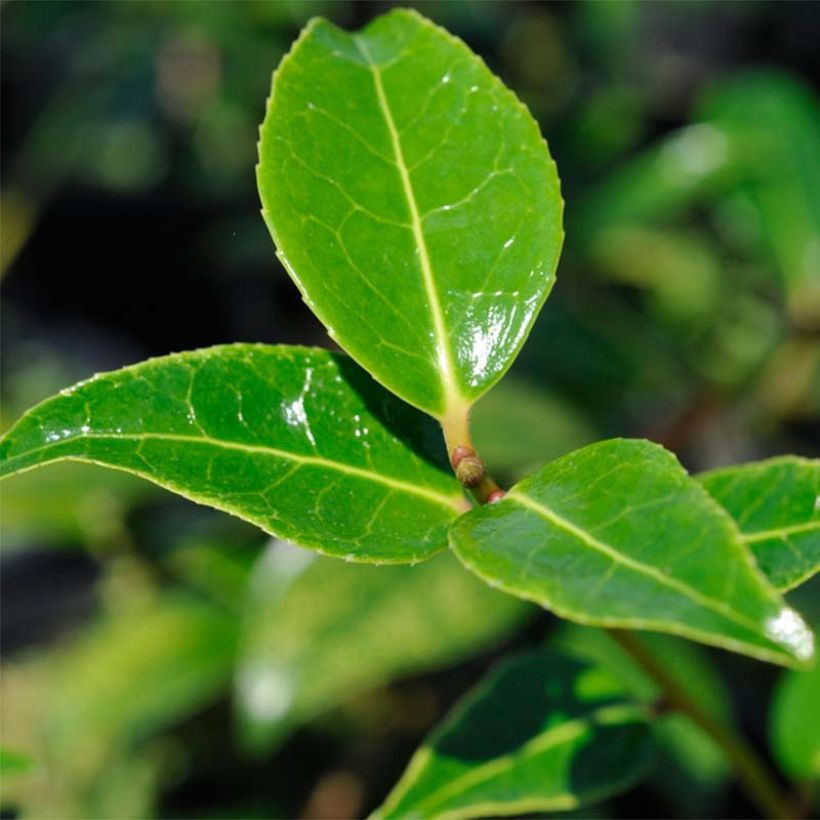 Camellia williamsii Donation - Kamelie (Laub)