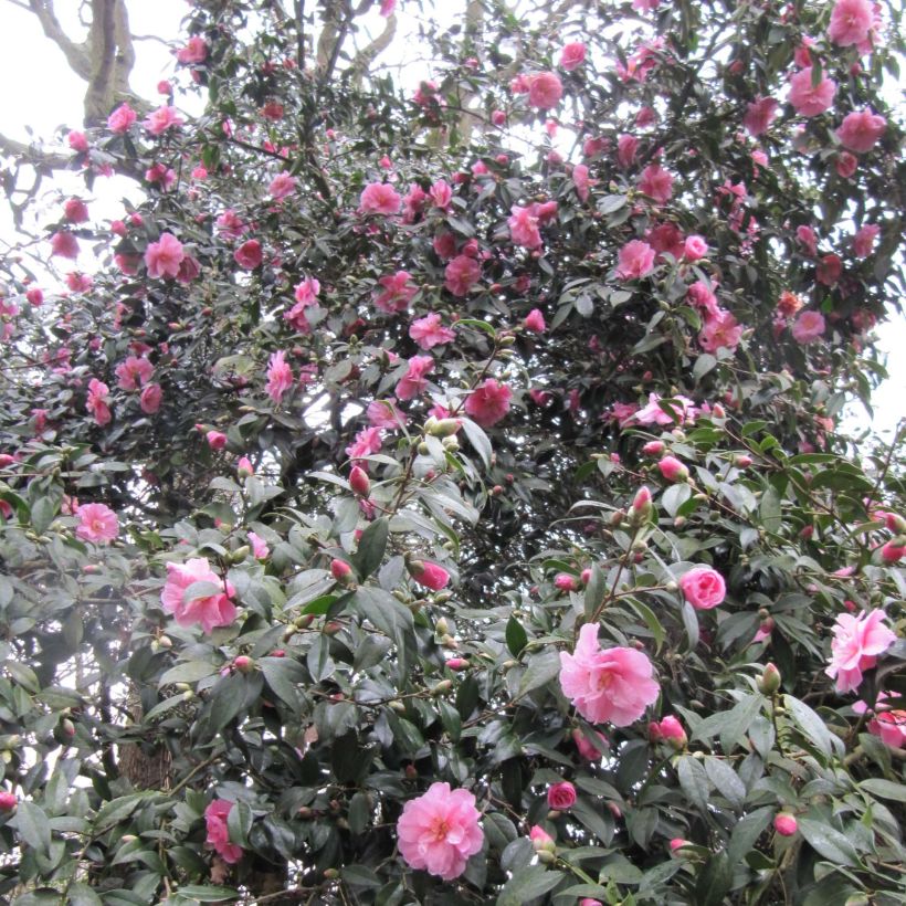 Camellia williamsii Donation - Kamelie (Blüte)