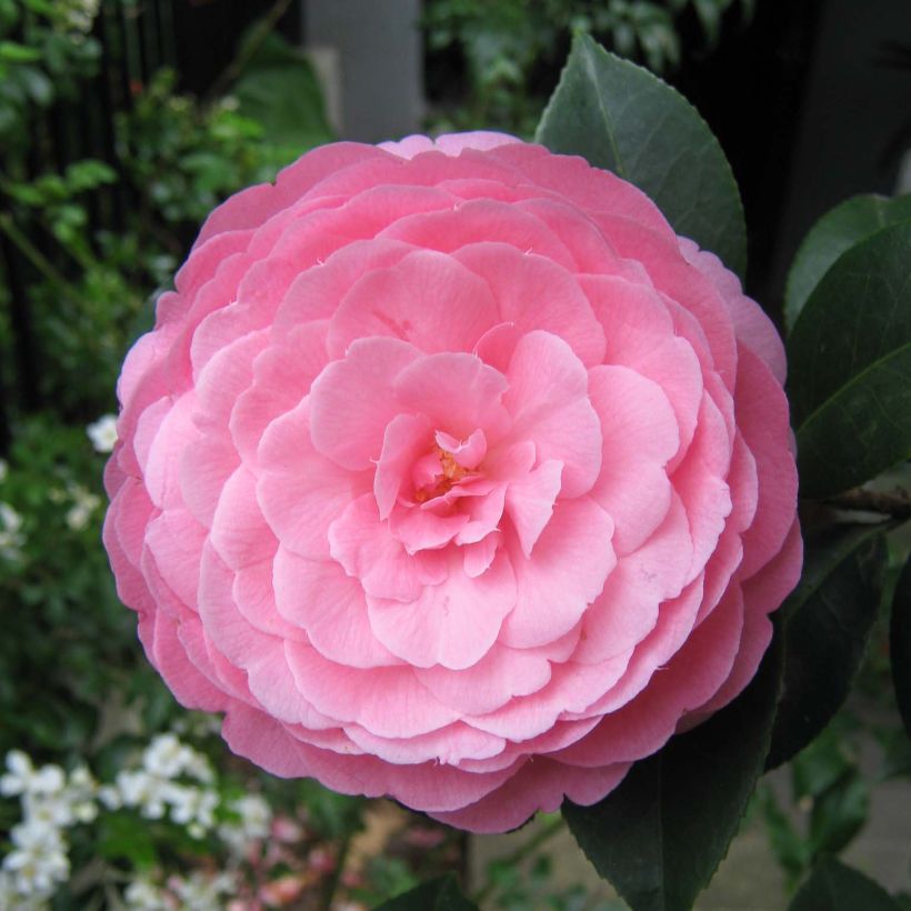 Camellia williamsii EG Waterhouse - Kamelie (Blüte)