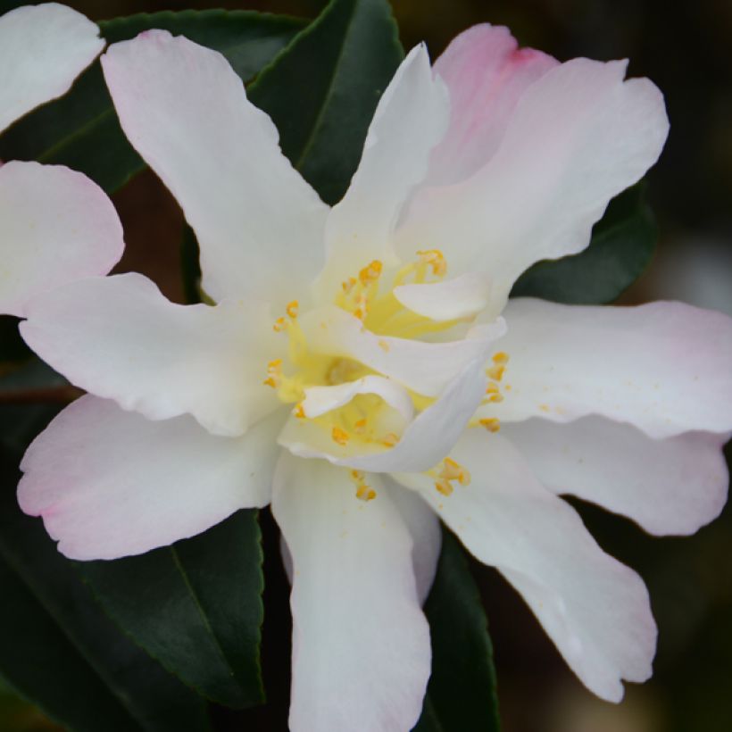 Camellia sasanqua Frosted Star - Herbstblühende Kamelie (Blüte)