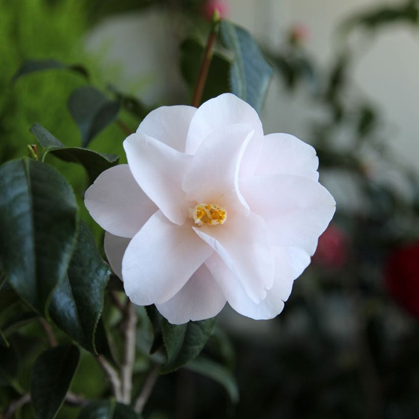 Camellia Hagoromo - Japanische Kamelie (Blüte)