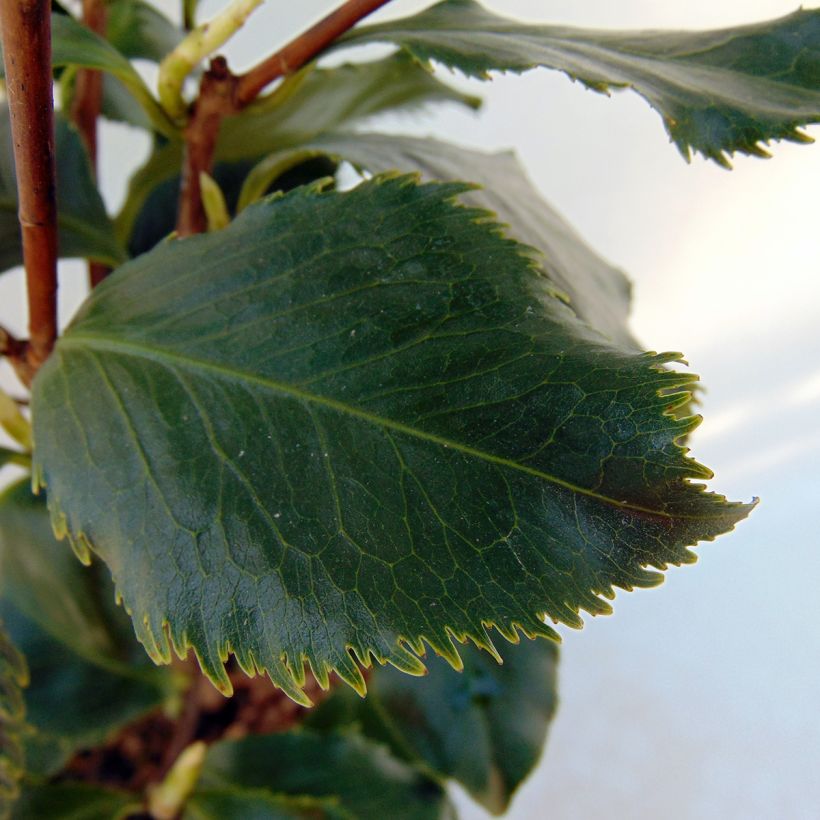 Camellia Holly Bright - Japanische Kamelie (Laub)