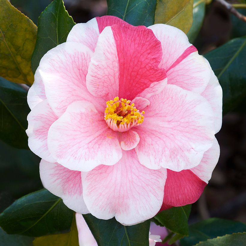 Camellia Lady Vansittart - Japanische Kamelie (Blüte)