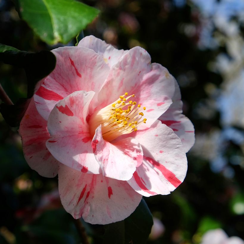 Camellia Lavinia Maggi - Japanische Kamelie (Blüte)