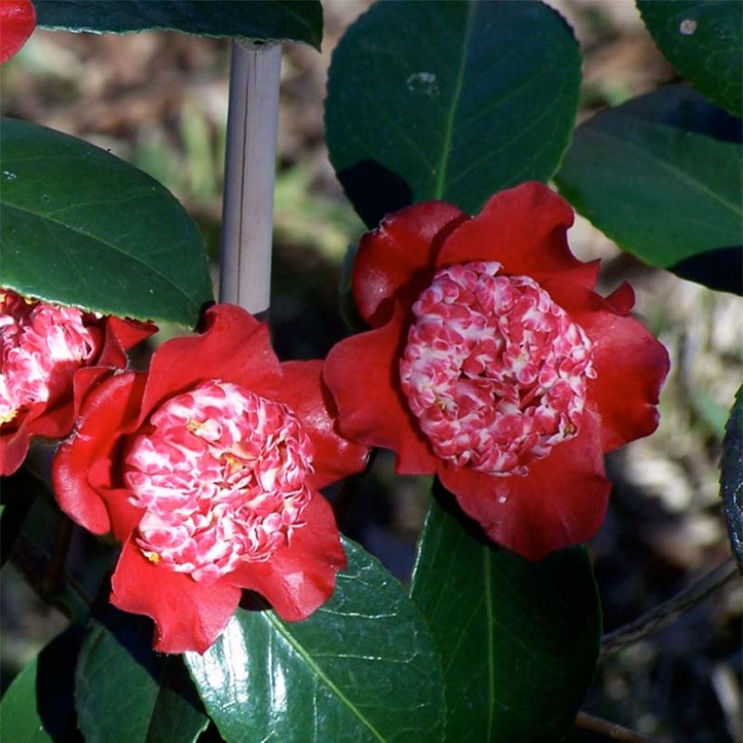 Camellia Lipstick - Japanische Kamelie (Blüte)