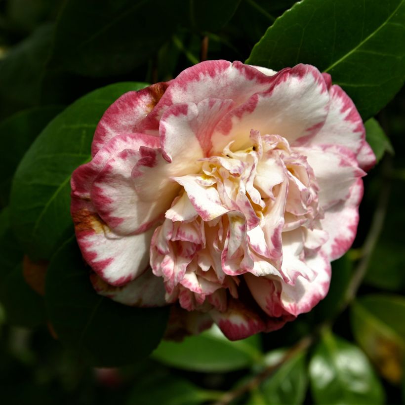 Camellia Margaret Davis - Japanische Kamelie (Blüte)