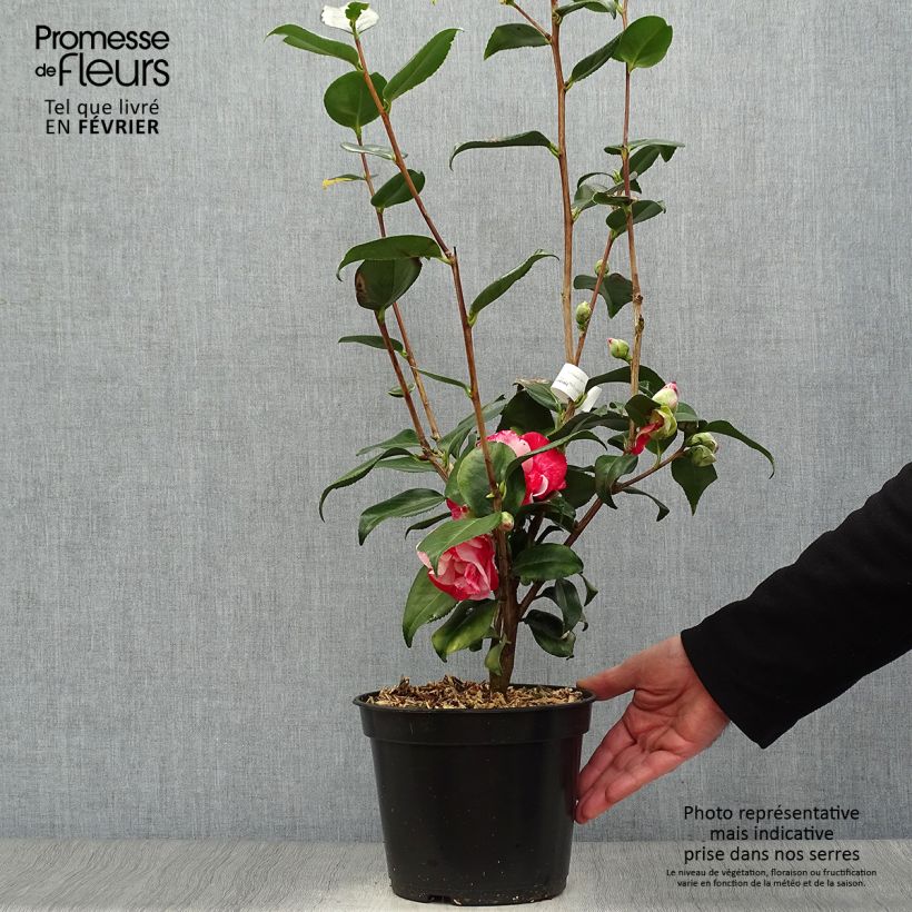 Exemplar von Camélia Midnight Variegated - Camellia japonica Pot de 4L/5L wie im Winter geliefert