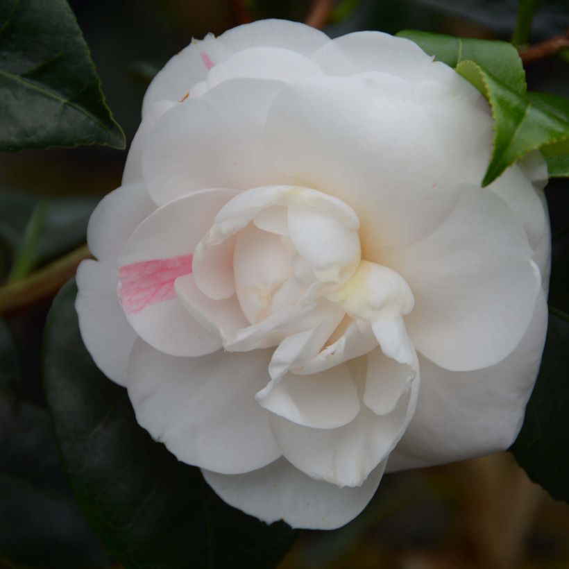 Camellia Montironi - Japanische Kamelie (Blüte)