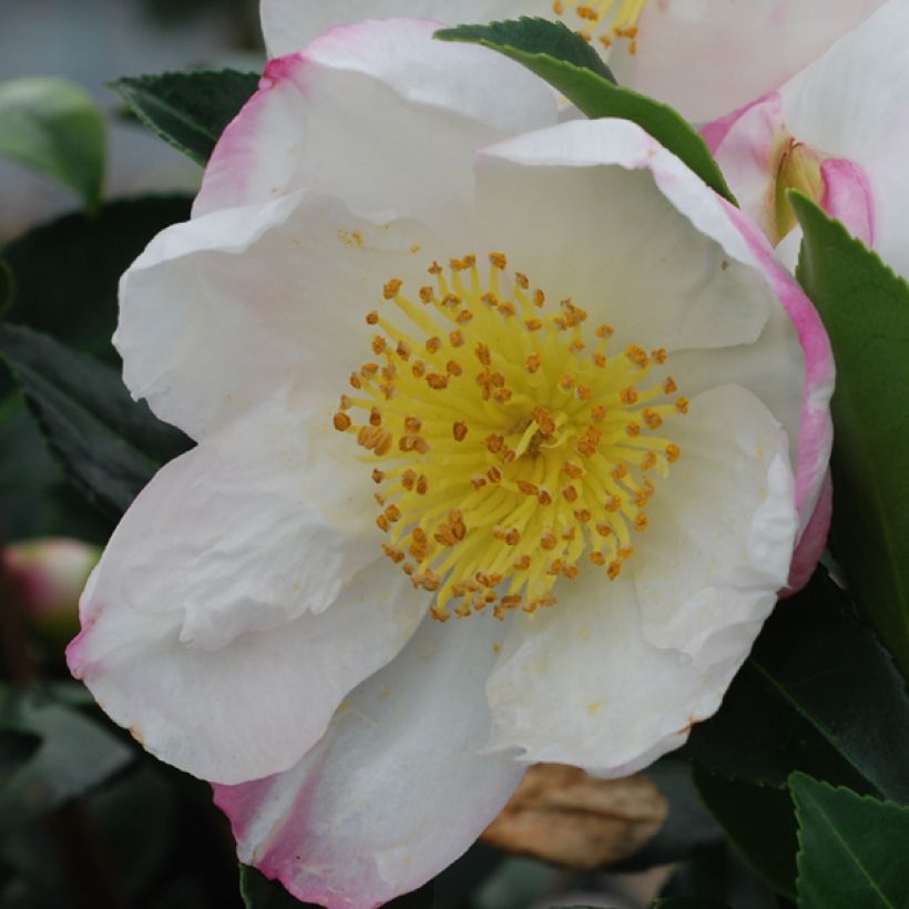 Camellia sasanqua Narumi Gaita - Herbstblühende Kamelie (Blüte)