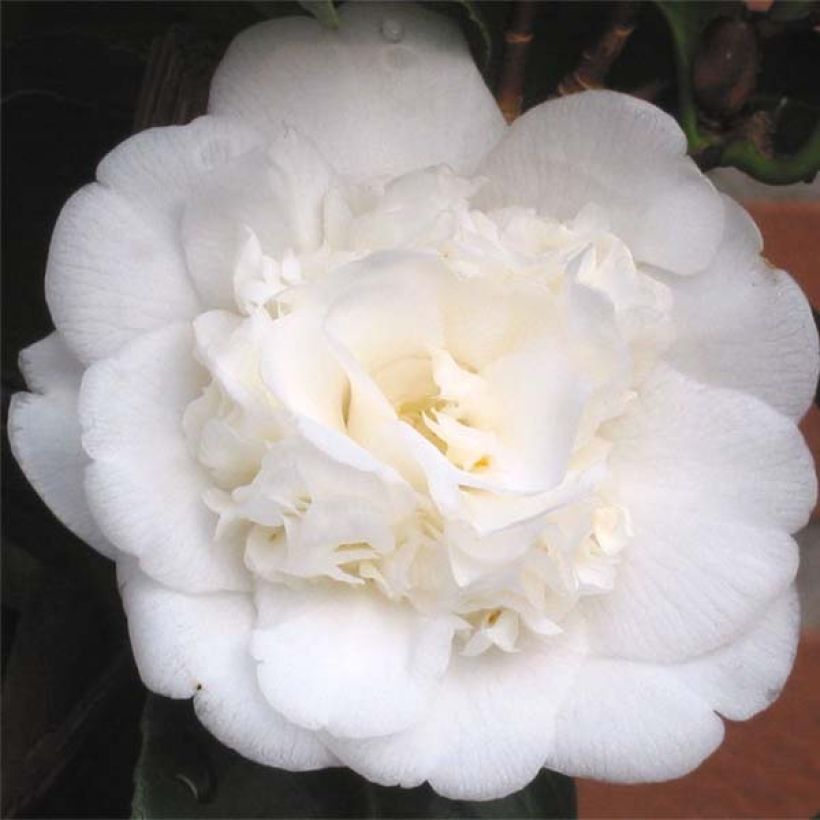 Camellia Nobilissima - Japanische Kamelie (Blüte)