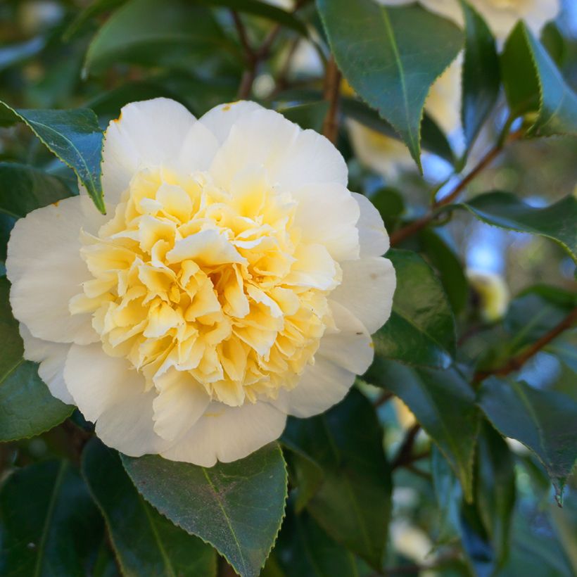 Camellia Nobilissima - Japanische Kamelie (Blüte)