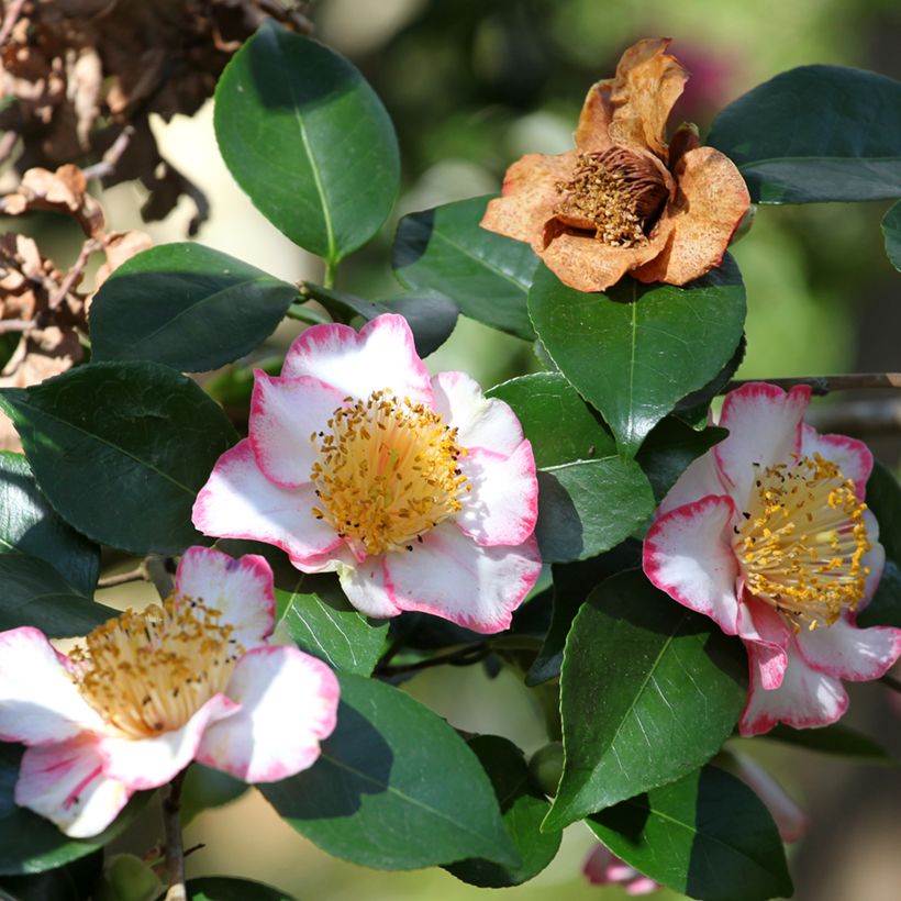 Camellia de Higo Okan - Japanische Kamelie (Blüte)