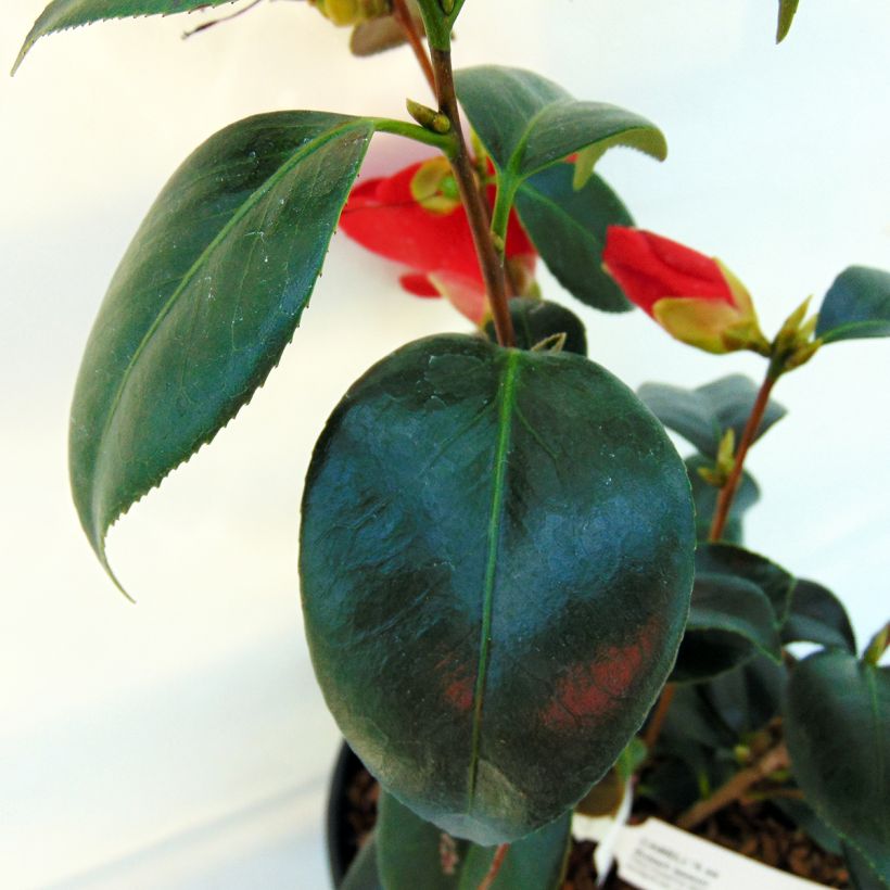 Camellia Robert Lasson - Japanische Kamelie (Laub)