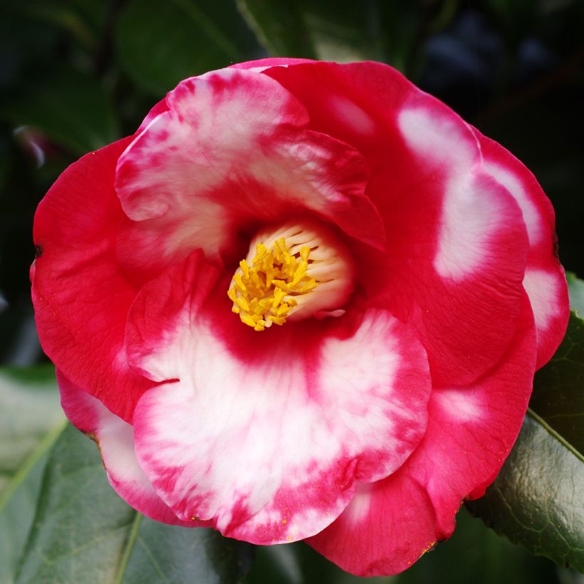 Camellia Robert Lasson - Japanische Kamelie (Blüte)