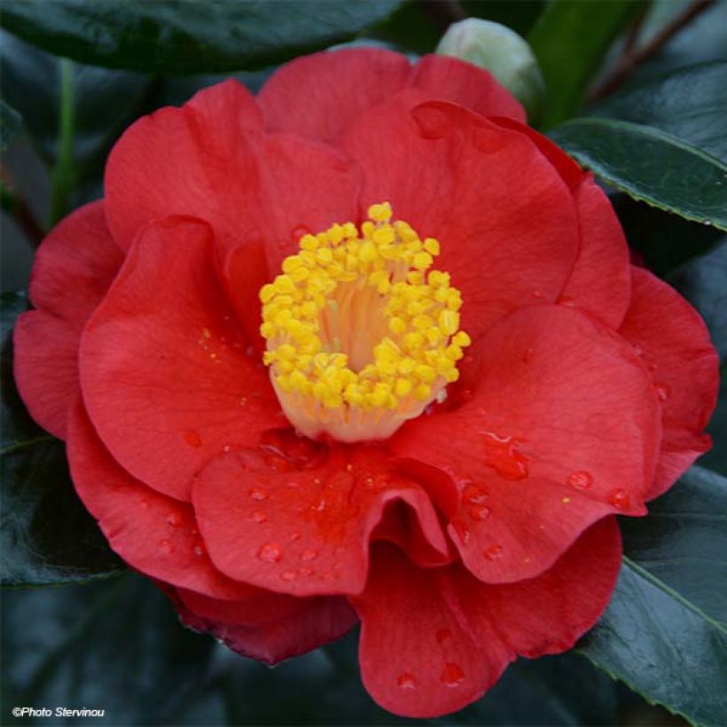 Camellia San dimas - Japanische Kamelie (Blüte)