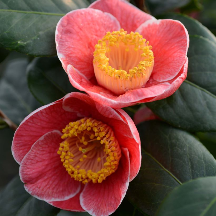 Camellia Sanpei Tsubaki - Japanische Kamelie (Blüte)