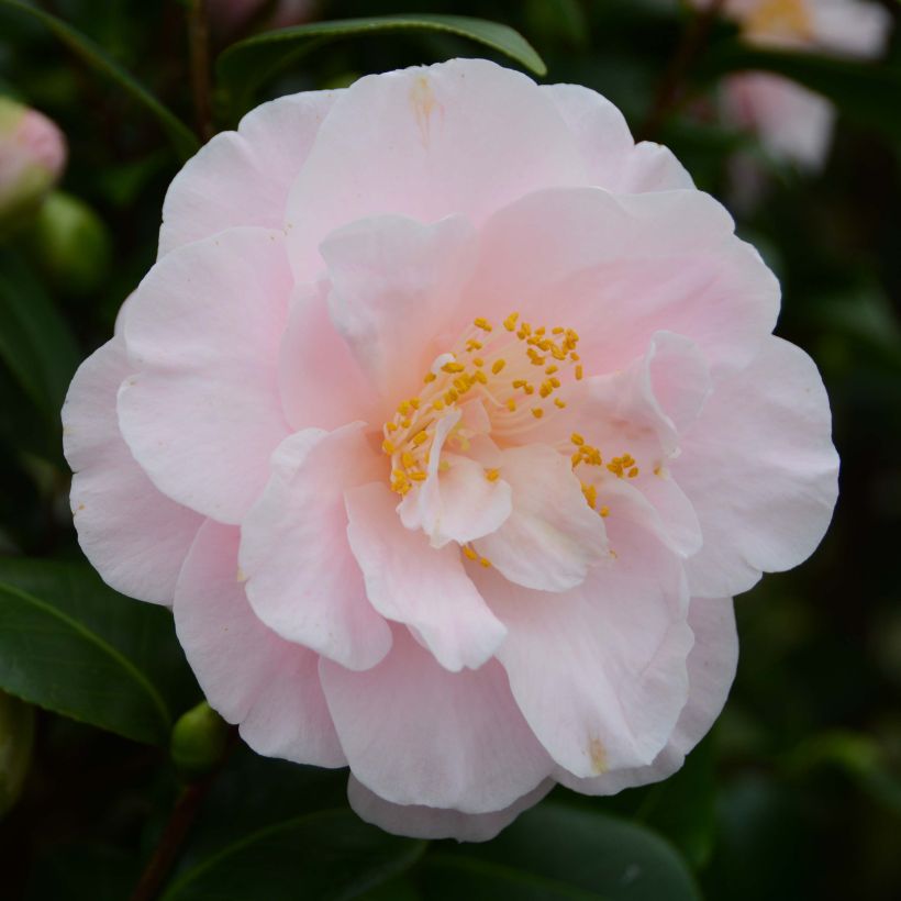 Camellia Virginia Robinson - Japanische Kamelie (Blüte)