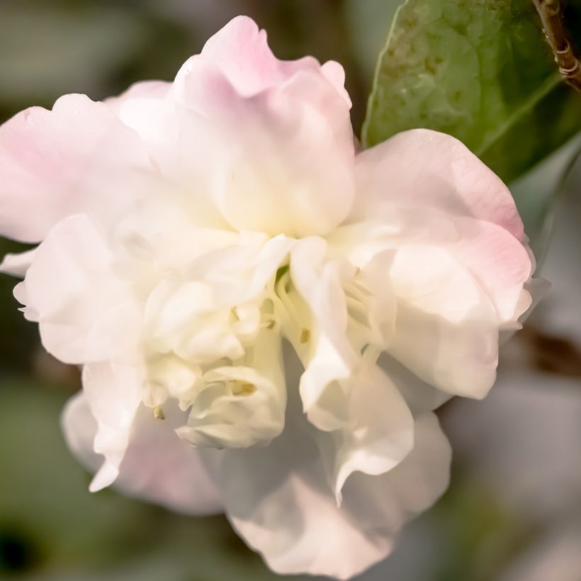 Camellia Cinnamon Cindy - Kamelie (Blüte)