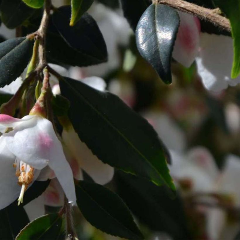 Camellia rosthoriana Cupido - Kamelie (Laub)