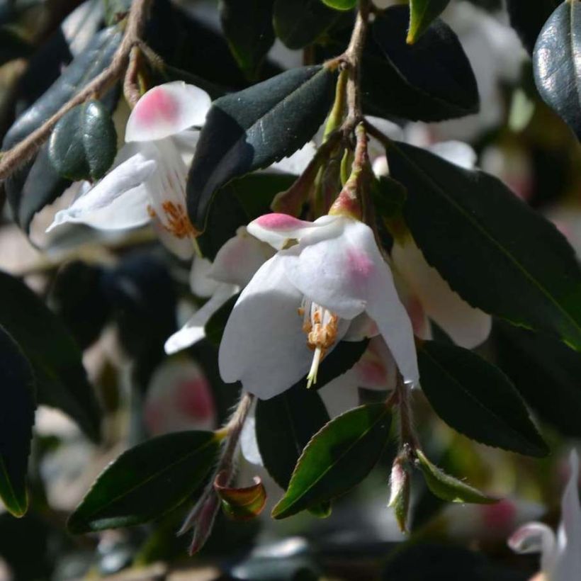 Camellia rosthoriana Cupido - Kamelie (Blüte)