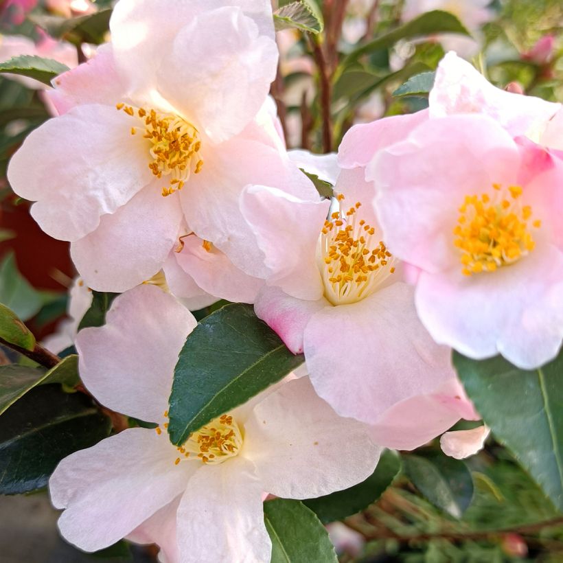 Camellia lutchuensis Fairy blush - Kamelie (Blüte)