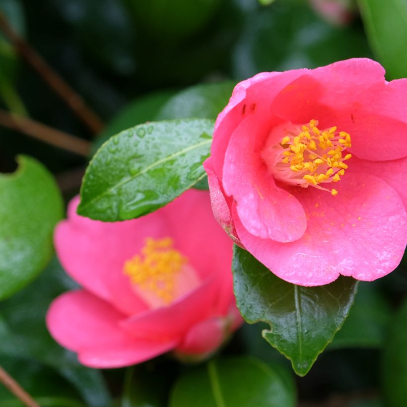 Camellia lutchuensis Koto No Kaori - Kamelie (Blüte)