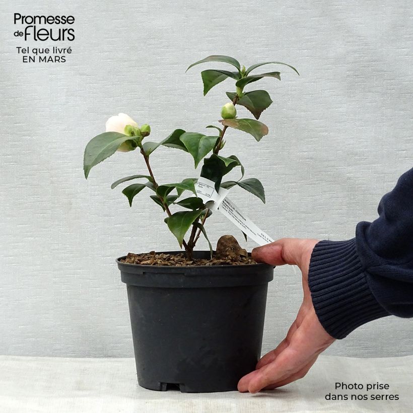 Exemplar von Camélia classique - Camellia Botanyuki Pot de 2L/3L wie im Frühjahr geliefert