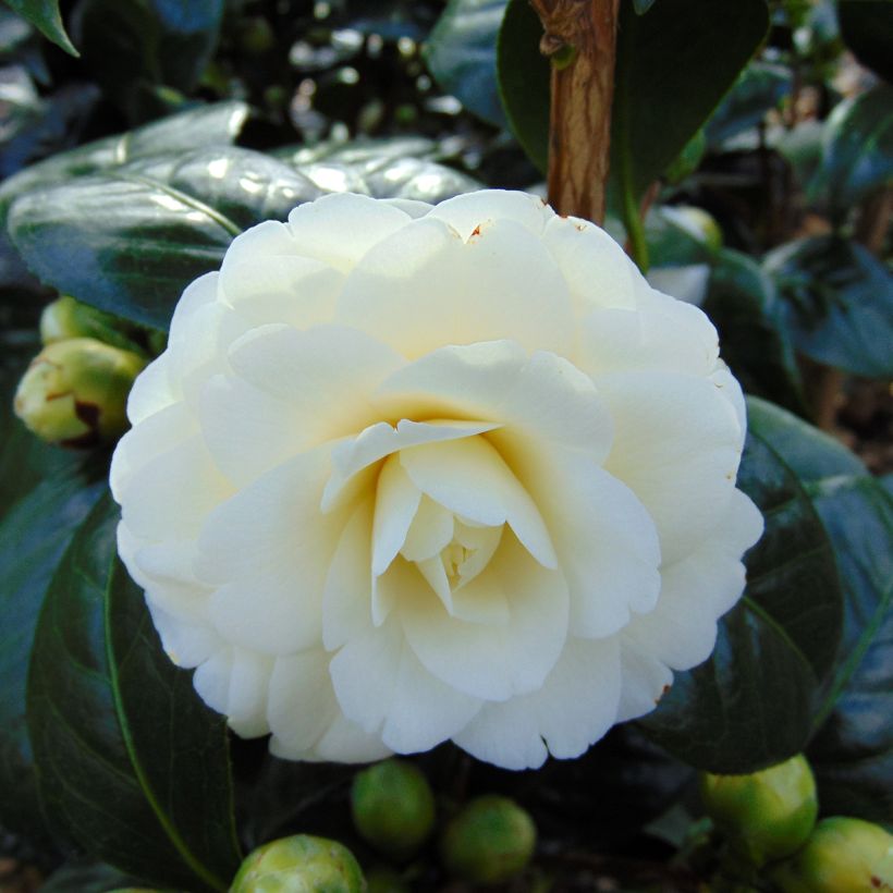 Camellia Dahlonega - Kamelie (Blüte)