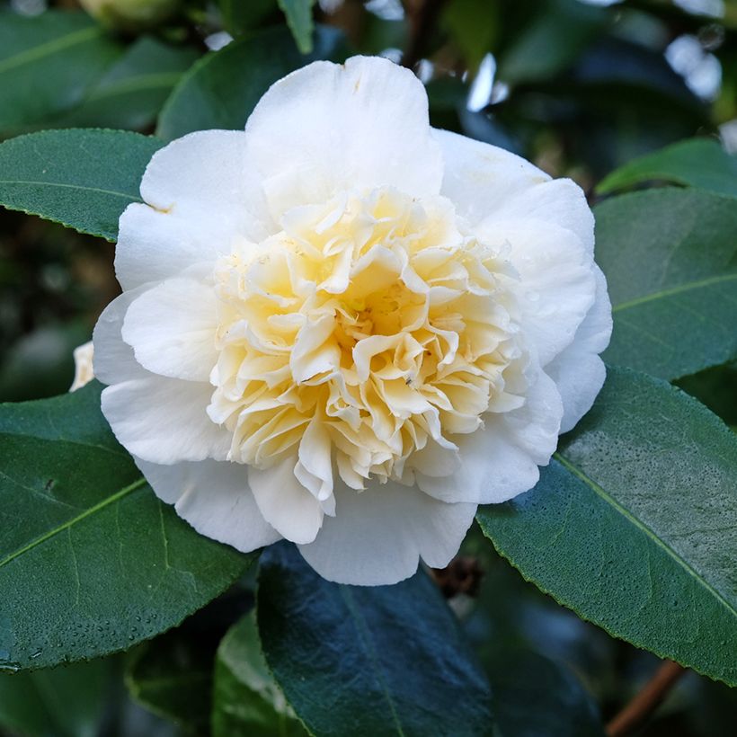 Camellia Jury's Yellow - Japanische Kamelie (Blüte)