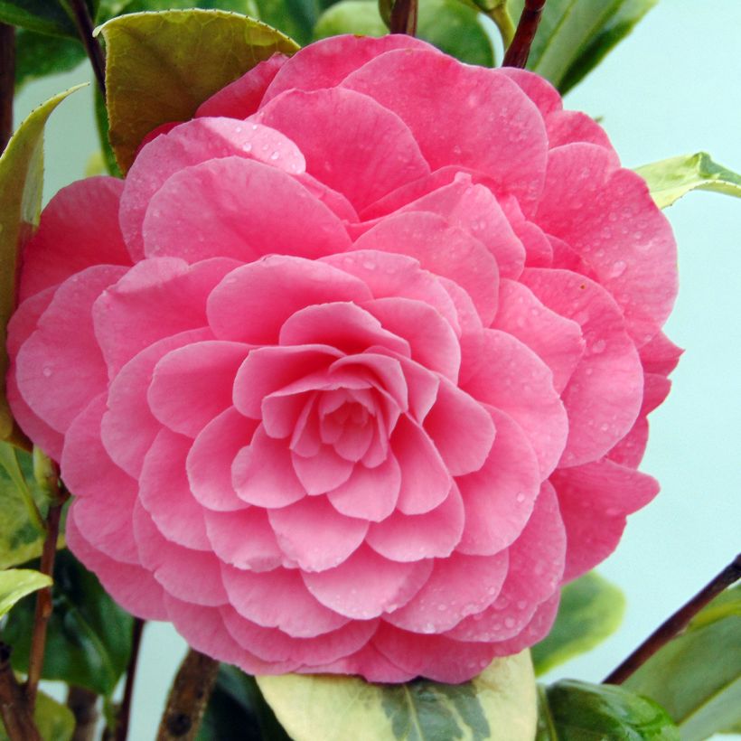 Camellia Kerguelen - Japanische Kamelie (Blüte)