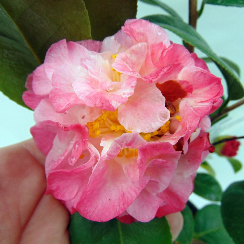 Camellia Nuccio's Jewel - Japanische Kamelie (Blüte)