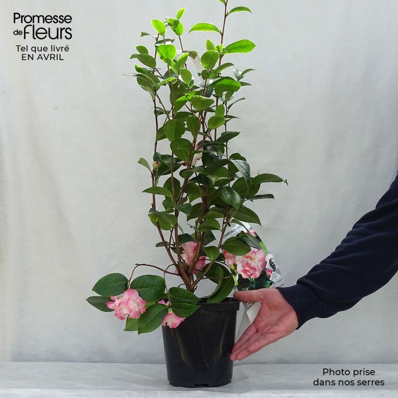 Exemplar von Camellia Nuccio's Jewel - Japanische Kamelie Topf mit 3L/4LGelieferte Höhe ca. 40/60cm wie im Frühjahr geliefert