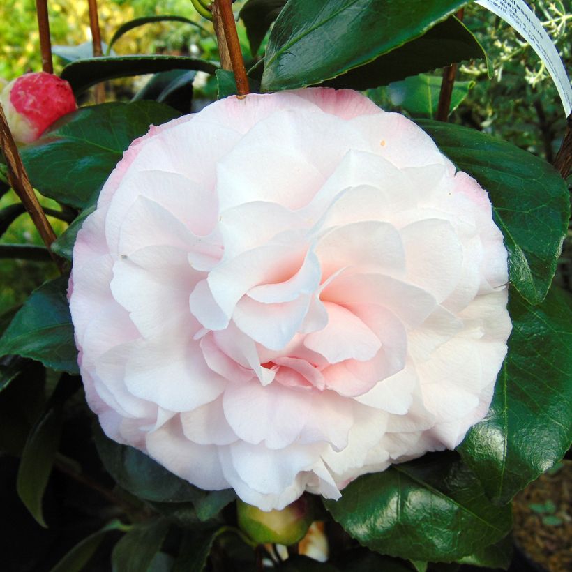 Camellia Nuccio s Pearl - Kamelie (Blüte)