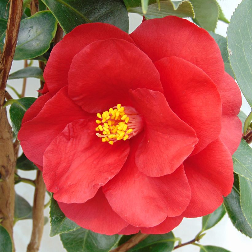 Camellia Royal Velvet - Kamelie (Blüte)