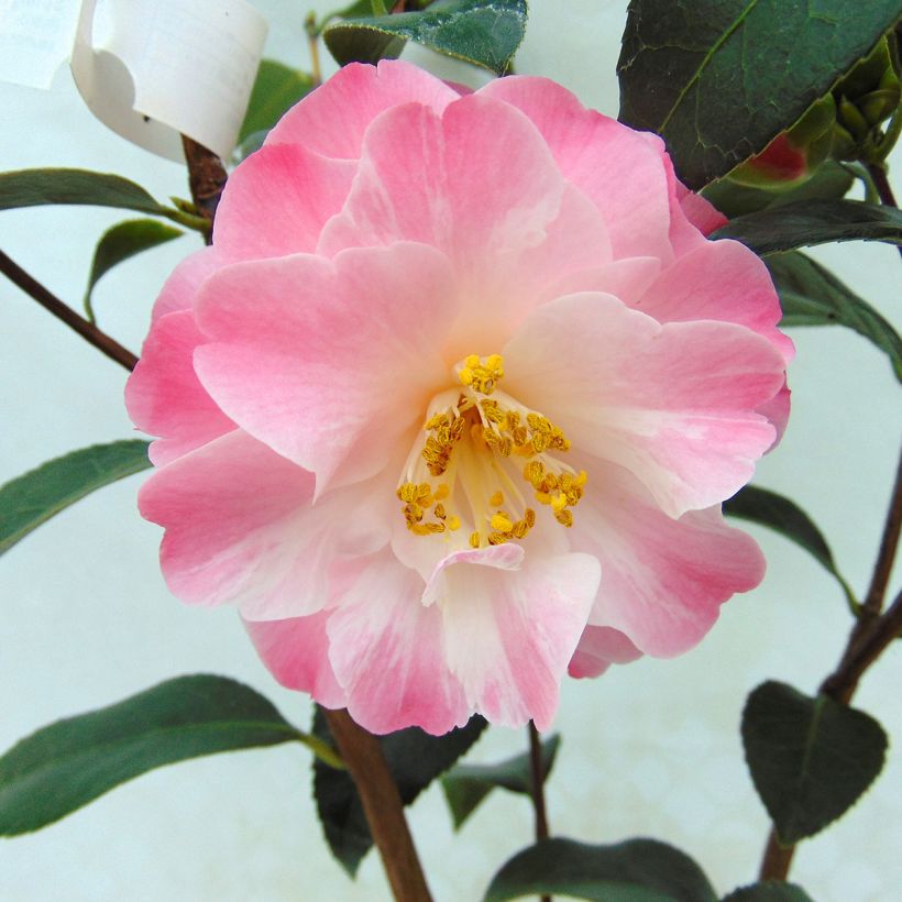 Camellia williamsonii Spring Daze - Kamelie (Blüte)