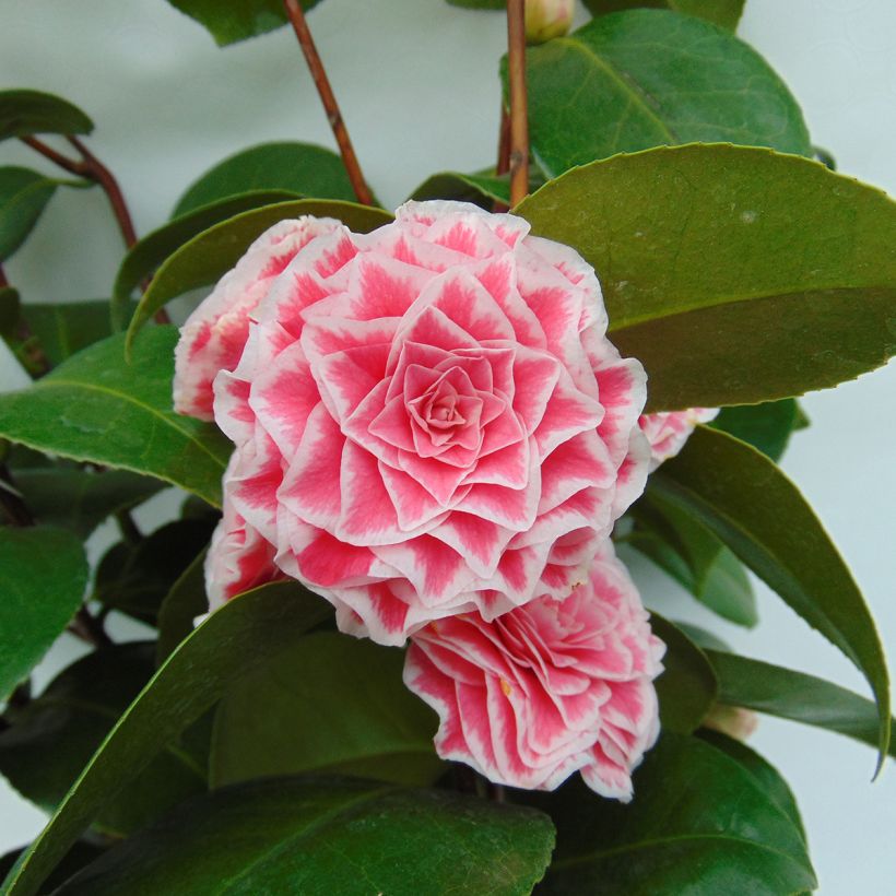 Camellia Tom Pouce - Kamelie (Blüte)