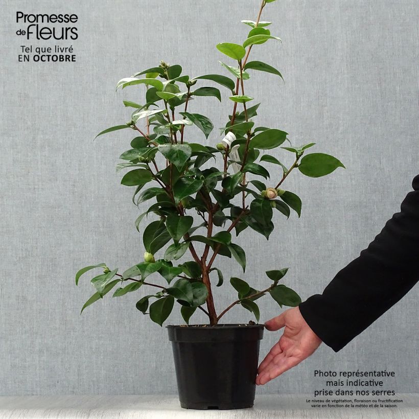 Exemplar von Camélia classique - Camellia Tom Pouce Pot de 4L/5L wie im Herbst geliefert