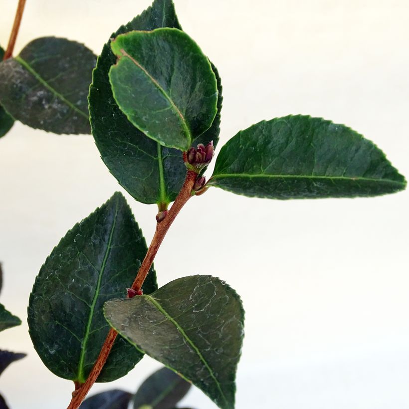 Camellia sasanqua Narumi Gaita - Herbstblühende Kamelie (Laub)