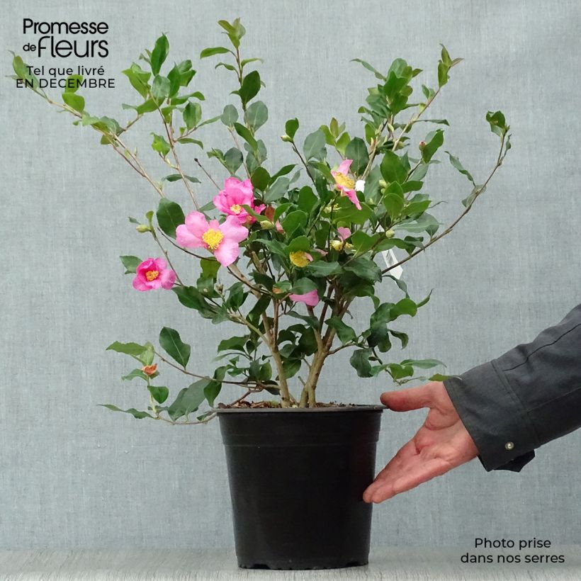 Exemplar von Camélia d'automne - Camellia sasanqua Cleopatra Pot de 3L/4L wie im Winter geliefert