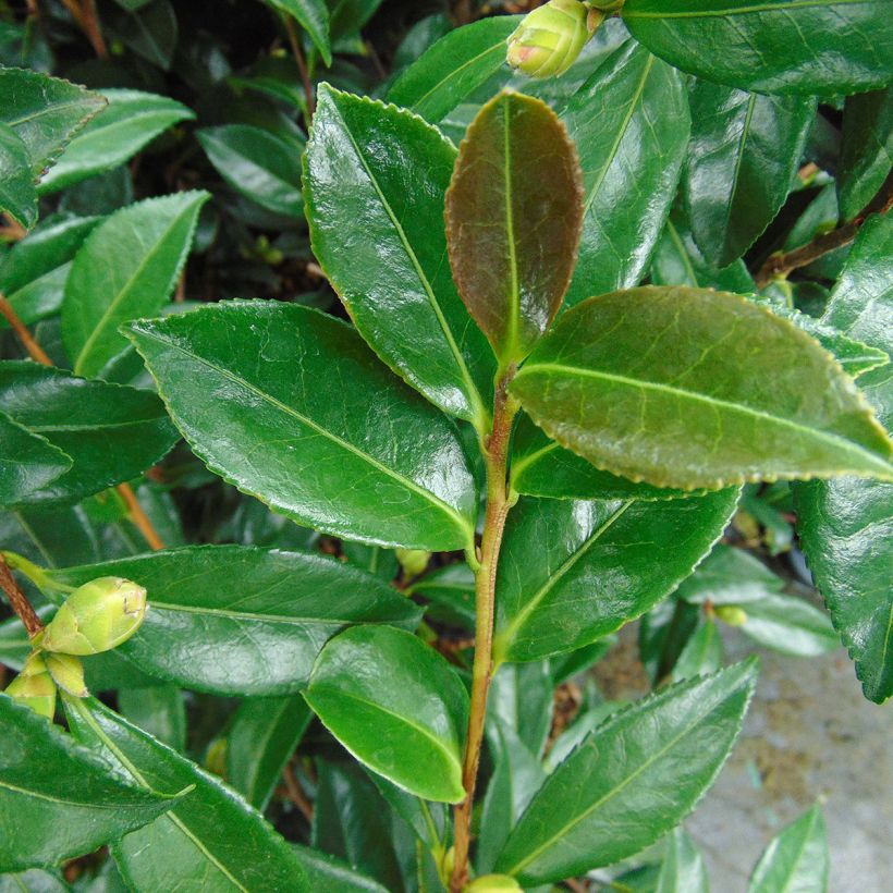 Camellia sasanqua Early Pearly - Herbstblühende Kamelie (Laub)