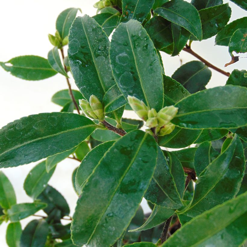 Camellia sasanqua Frosted Star - Herbstblühende Kamelie (Laub)