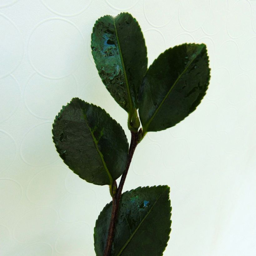 Camellia sasanqua Setsugekka - Herbstblühende Kamelie (Laub)